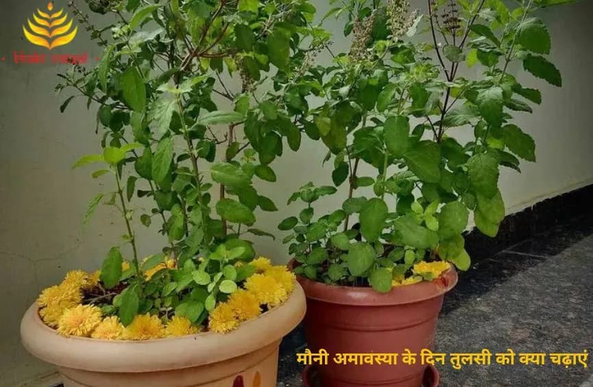 मौनी अमावस्या के दिन तुलसी को क्या चढ़ाएं