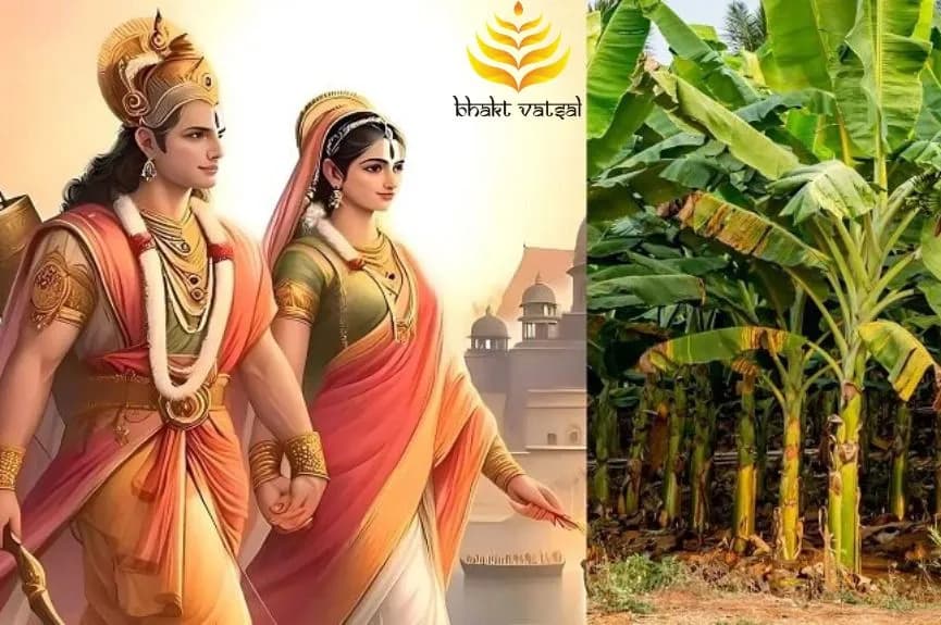 विवाह पंचमी पर क्यों होती है केले की पूजा