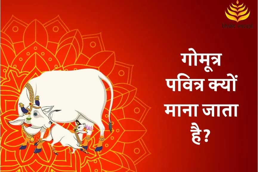 गोमूत्र पवित्र क्यों माना जाता है?