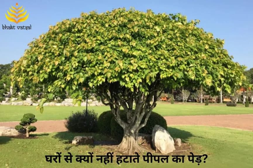 घरों से क्यों नहीं हटाते पीपल का पेड़?