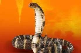 नाग स्तोत्रम् (Nag Stotram)