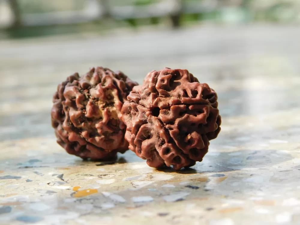 कैसे हुई रुद्राक्ष की उत्पत्ति, कौनसा रुद्राक्ष धारण करने से होता है फायदा, जानें क्या है नियम?, Kaise hue rudraaksh ke utpatti, kaunasa rudraaksh dhaaran karane se hota hai phaayada, jaanen kya hai niyam?