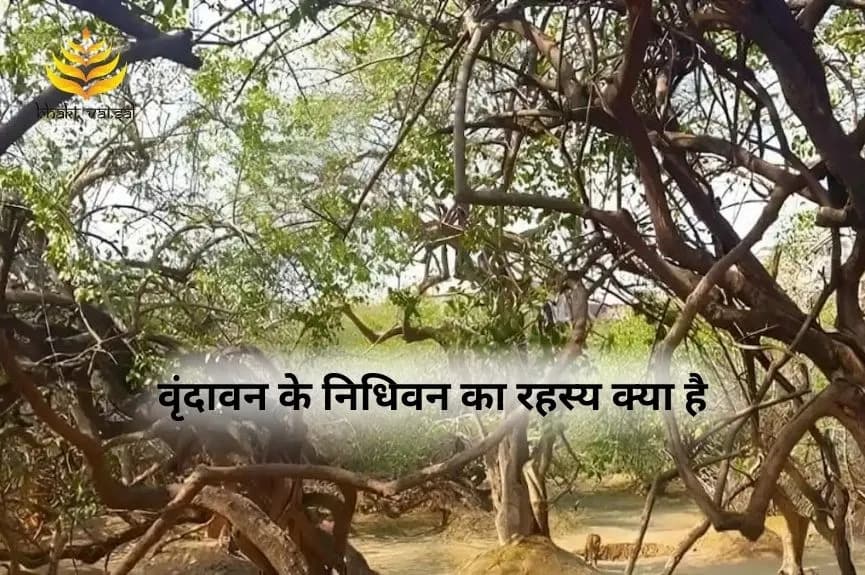 वृंदावन के निधिवन का रहस्य क्या है
