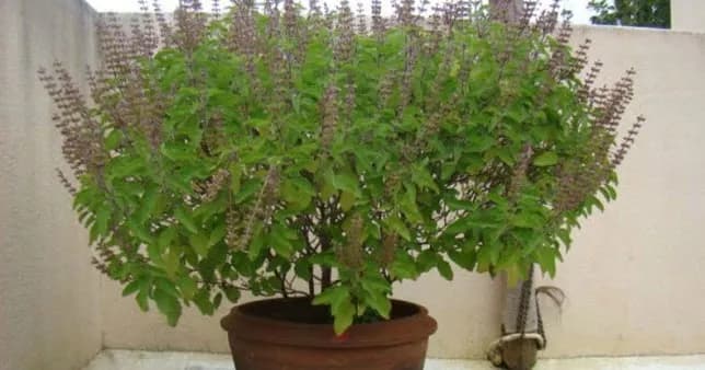 श्री तुलसी चालीसा (Shri Tulsi Chalisa)