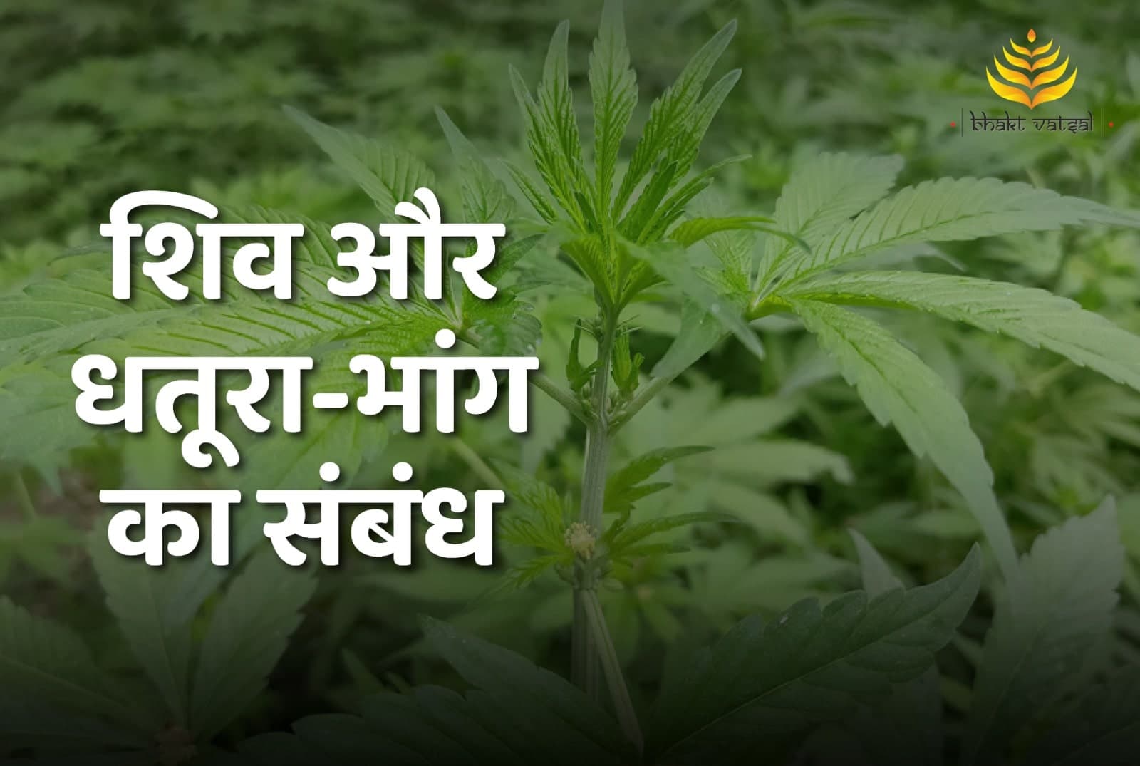 भगवान शिव को धतूरा और भांग चढ़ाने का महत्व